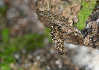 Dahlica bagworm on bark, macro photo