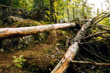 A path in a majestic green deciduous forest in the morning fog. Silhouettes of ancient trees in close-up. Atmospheric fabulous summer landscape