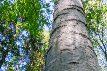 The white bark of the birch trunk. View of a birch trunk in the forest in summer. View of the tree...