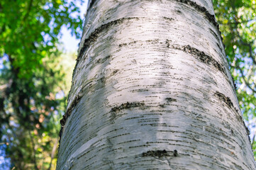 Fototapeta premium The white bark of the birch trunk. View of a birch trunk in the forest in summer. View of the tree crowns from below.