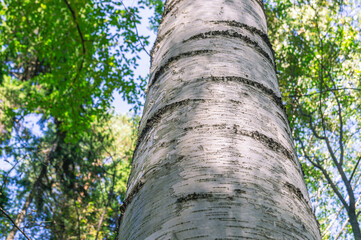 The white bark of the birch trunk. View of a birch trunk in the forest in summer. View of the tree crowns from below.