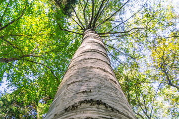 The white bark of the birch trunk. View of a birch trunk in the forest in summer. View of the tree...