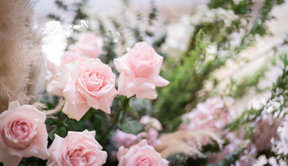 pink rose valentine's day