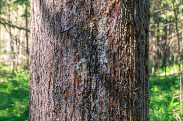Outside the trunk of a pine tree, resin flows down the tree bark. Light resin on dark tree bark. Pine in the forest in summer.