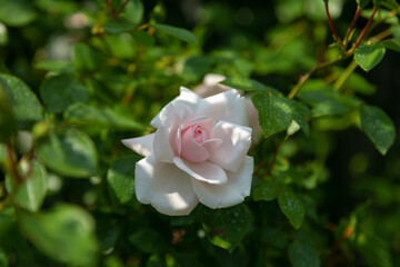 Beautiful blooming pink rose in the garden against the background of green leaves. Beauty of...