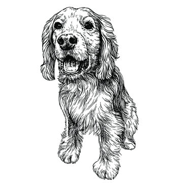 Sketch happy cocker spaniel puppy. Hand drawn english cocker spaniel dog.