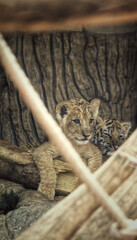 Adorable fluffy tiger cubs in the zoo © Amine Moussaif/Wirestock Creators