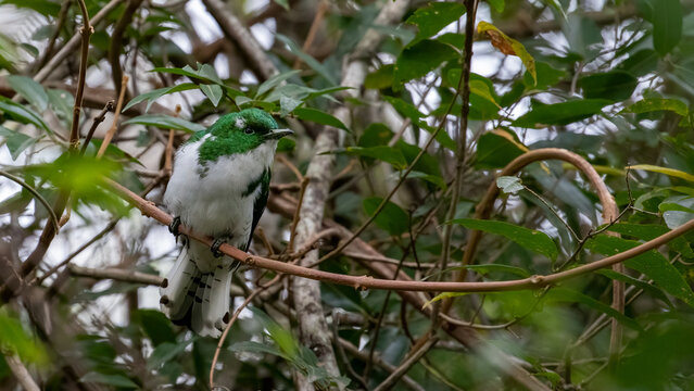 Selective focus of a Klaas's cuckoo perching on a tree