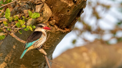 Selective focus of a brown-hooded kingfisher perching on a tree branch