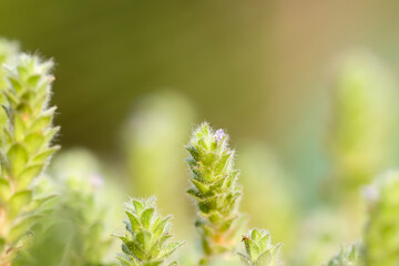 green grass and the sunlight,macro photography