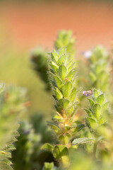 green grass and the sunlight,macro photography