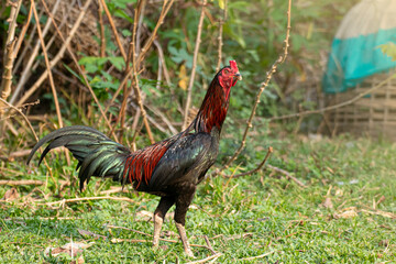 fighting cock on grass field with sun light.