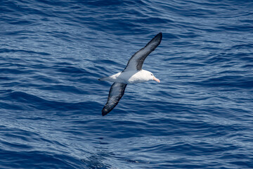 Fototapeta premium Black-browed Albatross (Thalassarche melanophris) in South Atlantic Ocean, Southern Ocean, Antarctica
