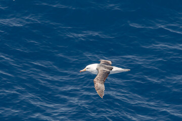 Black-browed Albatross (Thalassarche melanophris) in South Atlantic Ocean, Southern Ocean, Antarctica
