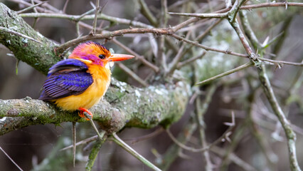 Selective focus of the tropical African pygmy kingfisher perching on the tree branch