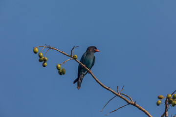 Oriental dollarbird (Eurystomus orientalis) at Central Park, Salt Lake, Kolkata, India