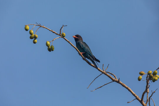 Oriental Dollarbird (Eurystomus Orientalis) At Central Park, Salt Lake, Kolkata, India