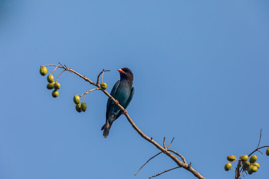 Oriental dollarbird (Eurystomus orientalis) at Central Park, Salt Lake, Kolkata, India