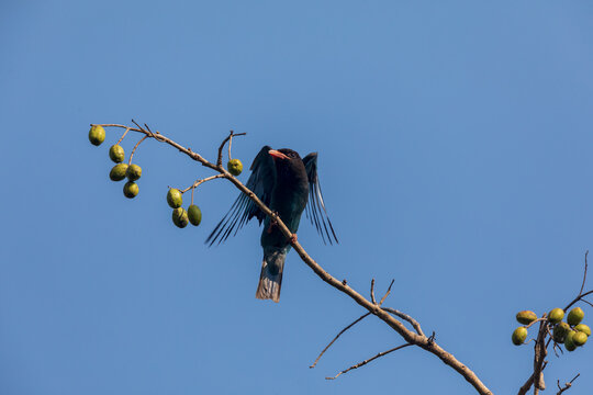 Oriental Dollarbird (Eurystomus Orientalis) At Central Park, Salt Lake, Kolkata, India