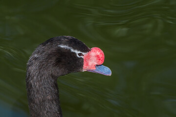 Fototapeta premium Black-necked Swan (Cygnus melancoryphus) in park, Buenos Aires, Argentina