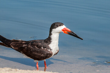 Adult Black Skimmer (Rhynchops niger) in Malibu Lagoon, California, USA