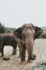 Fototapeta na wymiar Thailand Elephant Sanctuary