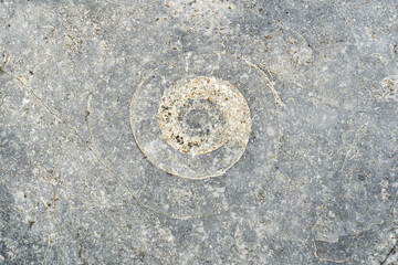 Closeup of fossils in the ammonite pavement at Lyme Regis on the Jurassic Coast, Dorset, UK
