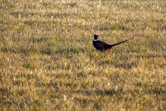 Birds - Male Common Pheasant, Phasianus colchicus, out in a field . High quality photo