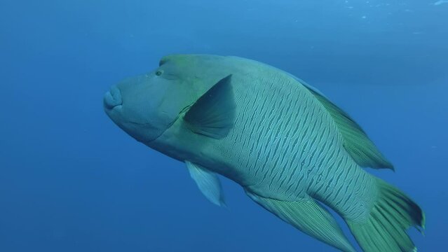 Napoleon fish swim approaching to the camera in the blue water. Humphead Wrasse or Close up portrait of the Napoleonfish - Cheilinus undulatus.  Underwater shot. Red Sea, Marsa Alam, Egypt
