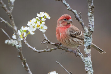 A Male House Finch Perched in a Plum Tree