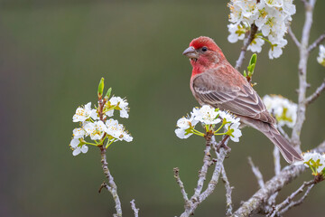 A Male House Finch Perched in a Plum Tree
