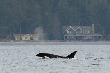 Transient orca T099, Bella, traveling in Penn Cove Whidbey Island - obrazy, fototapety, plakaty