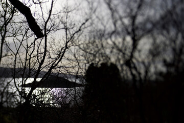 Folk Horror Tree Aesthetic Shot At Loch Caolisport