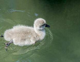 Black Swan (Cygnus atratus) cygnet in park