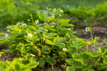 Farmer is watering strawberries in the field, agriculture concept. Green bush blooming in the spring strawberries.Small white flowers garden strawberry on green leaves background. Garden strawberries 
