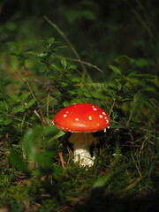 Beautiful fly-agaric/ in the grass