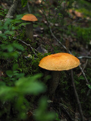 Aspen mushrooms on a log