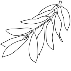 Olive tree branch, minimalist monochrome botanical illustration