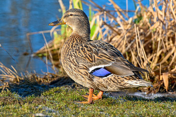 close up of mallard in park Kumla Sweden