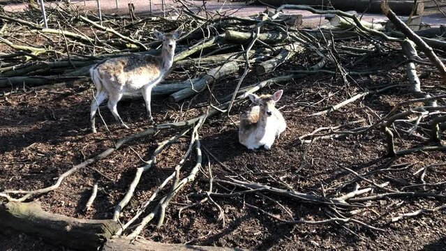 Rehe, Hirsche, Paarhufer in einem Gehege.