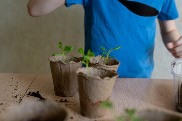 Home gardening, preparing soil for transplanting seedlings in eco pots and watering plants, the concept of learning to grow plants, an environmentally friendly product. horizontal photo