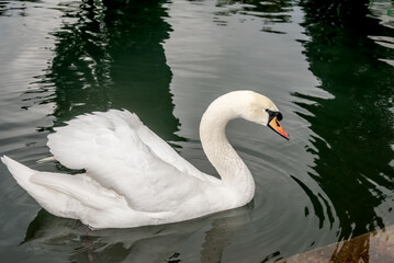 Fototapeta premium Mute Swan (Cygnus olor) in park, Abkhazia