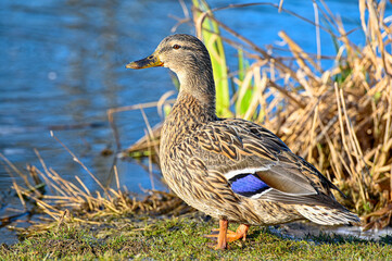 close up of mallard in park Kumla Sweden