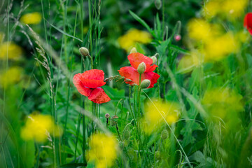 Red poppy flower on dark green background summer time, spring collection with free space for text