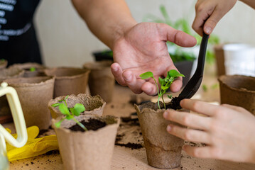 Home gardening, the hands of an adult and a child hold flower seedlings in eco pots and watering...