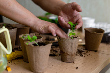 the hands of an adult and a child hold flower seedlings in eco pots and watering plants, the concept of learning to grow plants, Home gardening, Horizontal photo