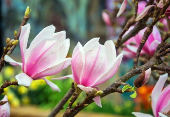 Bush of pink blooming magnolia