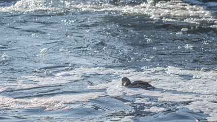 Brown ducks swim in water with white foam. Concept of water pollution in rivers and lakes.