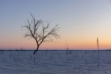 Lonely Tree at Sunset in a Winter Landscape