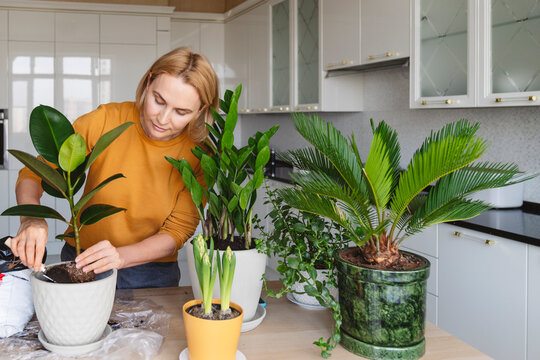 A nice woman plants a ficus houseplant.